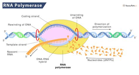 Image result for DNA Polymerase Function