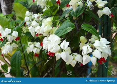 White flower vines stock photo. Image of agapanthus, floral - 42266000