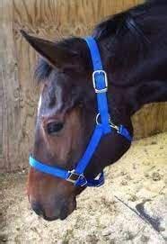 Buy BLESSING PET SUPPLY Horse Head Collar Halter With Strong Iro Fiting ...