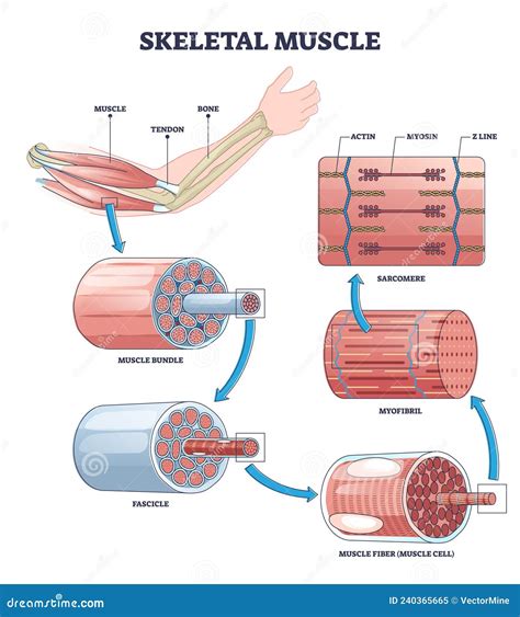Skeletal Muscle Diagram Labeled