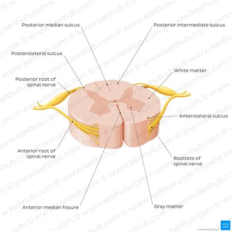 Spinal cord anatomy – Artofit
