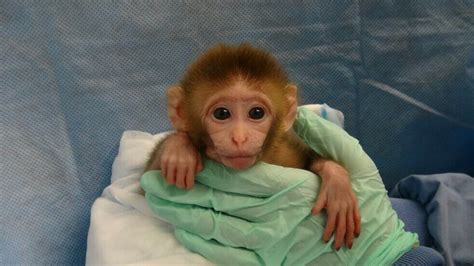 Image result for Bug Infested Baby Monkey