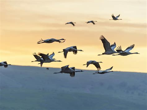 Why do birds migrate? (All you need to know) | Bird Fact
