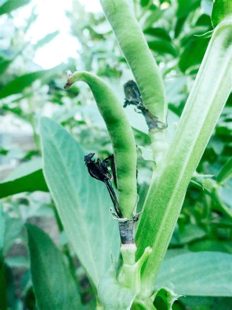 How to grow fava beans as a cover crop and get free fertilizer – Artofit