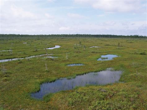 Peat moss | Description, Uses, Bog, & Facts | Britannica