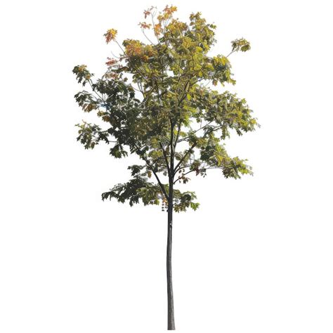 Images de Arbres Png – Téléchargement gratuit sur Freepik