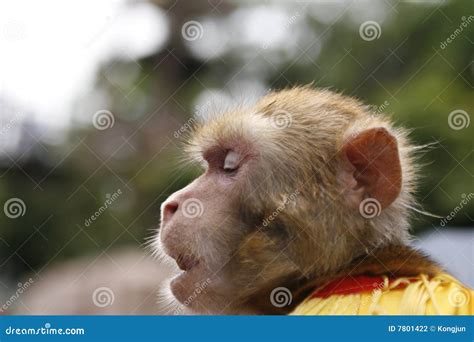 Thinking Monkey stock photo. Image of coxy, cocky, cute - 7801422