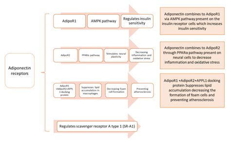 Adiponectin System (Rescue Hormone): The Missing Link between Metabolic ...