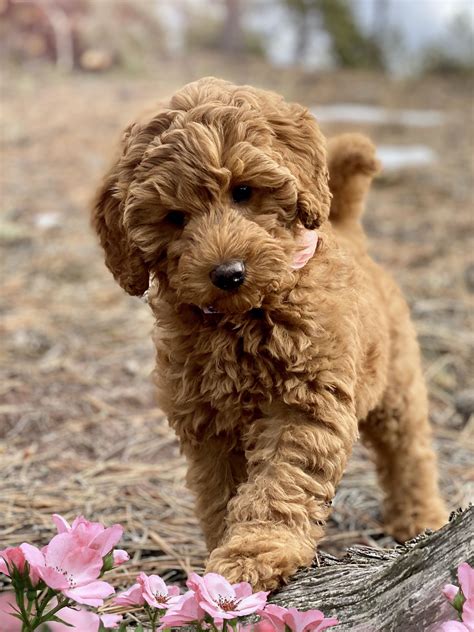 Miniature Australian Labradoodle Puppy | Labradoodle puppy, Australian ...