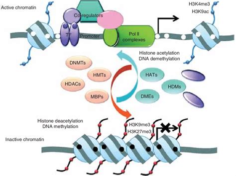 DNA Modification 的图像结果