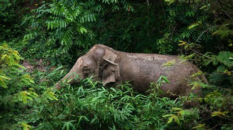 National Parks In Thailand: Untouched Wildlife Wonders For Ardent ...