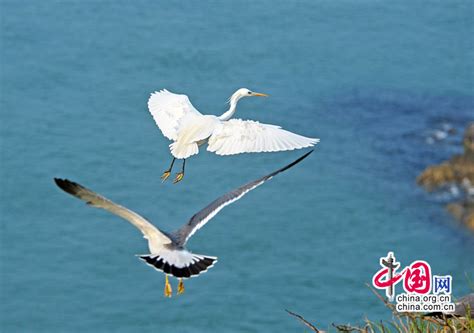 海鸥白鹭成群飞舞 这里的秋景美如画_天津在线