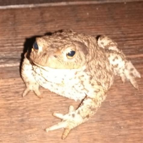 Image result for Bup Toad Meme