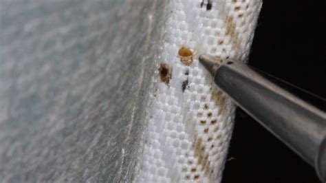 What Do Bed Bugs Shells Look Like at Laura Clark blog