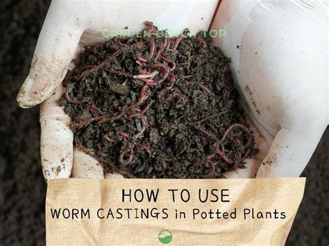 What Plants Need Worm Castings To Truly Thrive