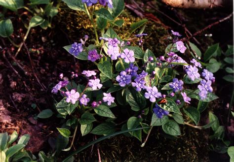 Omphalodes Mill. | Plants of the World Online | Kew Science