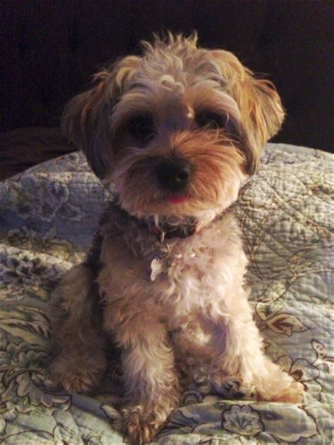 What Does A Yorkie Poo Look Like Full Grown at Doris White blog