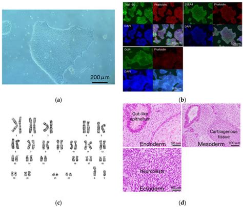 Induced Pluripotent Stem Cell-Derived Cardiomyocytes with SCN5A R1623Q ...