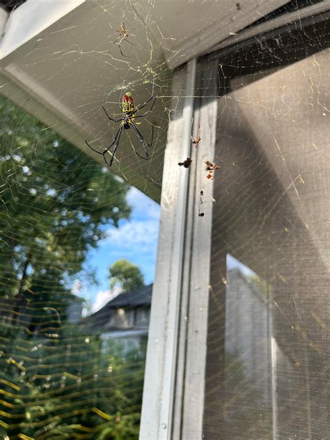 Joro or? I’m in metro Atlanta (Georgia, USA) and we have a lot of joro ...