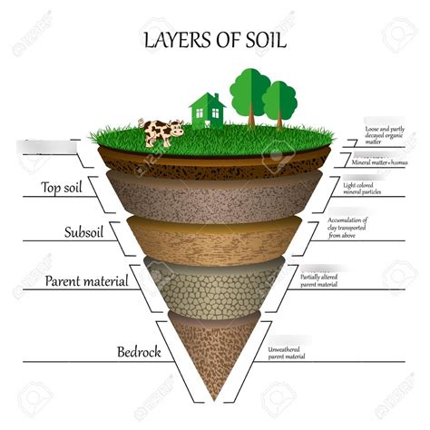 Dunch Soil Layers Diagram | Quizlet