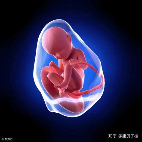 1到40周胎儿发育全过程每周图解