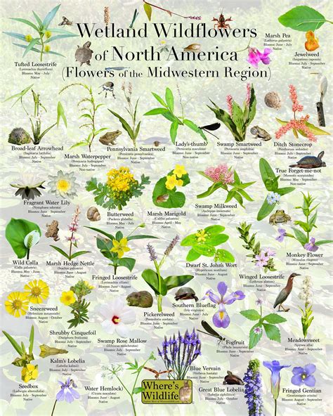 Where's Wildlife Presents Wetland Wildflowers of North - Etsy in 2023 ...