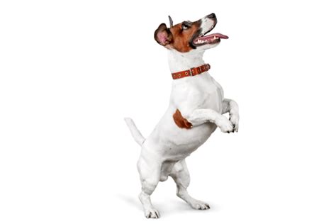 Welcome To One Stop Veterinary Diagnostic Solutions – One Stop ...