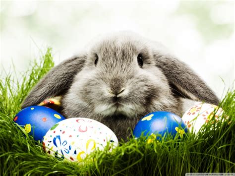 30+ Funny Easter bunny Pictures and Images