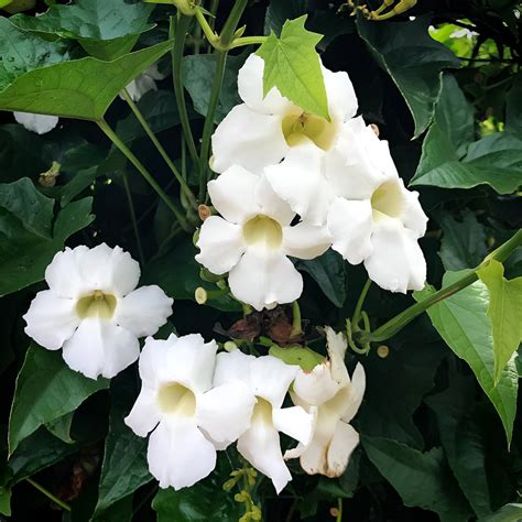 Thunbergia Grandiflora Alba (White Bengal Clock Vine) | Soiled