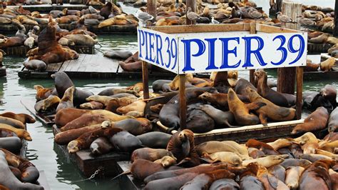 Sea Lions at Pier 39 | San Francisco, USA | Sights - Lonely Planet
