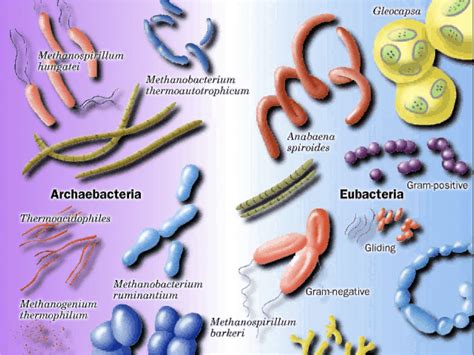 Eubacteria Examples