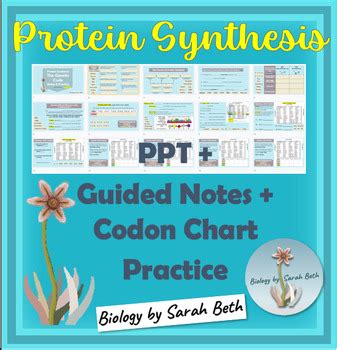 Image result for Codon Chart Practice