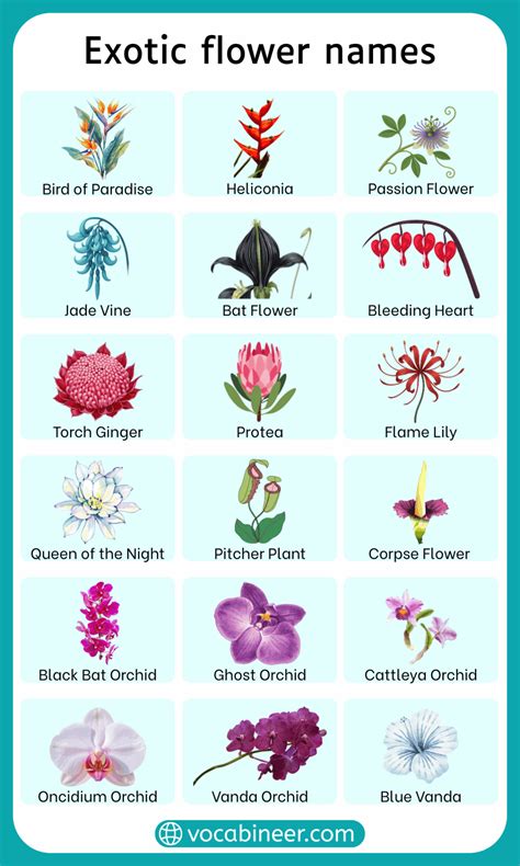 Exotic Flower Names – 40 Rare Flowers with Pictures