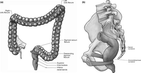 Hepatic Flexure Of Colon