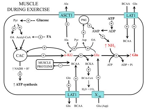 Muscle Amino Acid and Adenine Nucleotide Metabolism during Exercise and ...