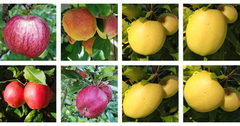 Best Practices: Training a Deep Learning Neural Network | Teledyne ...