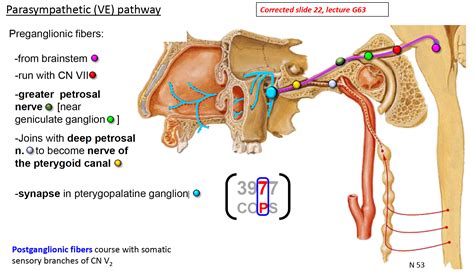 Greater Petrosal Nerve