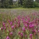 White Slough plants at Humboldt Bay Refuge | FWS.gov