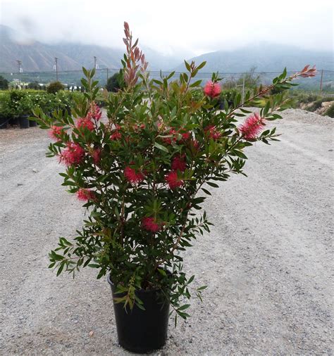 Callistemon lanceolatus (Syn. Callistemon citrinus) - T-Y Nursery