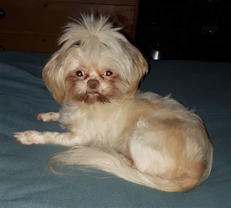 imperial shih tzu puppys,ready to leave NOW | - Dream Dogs