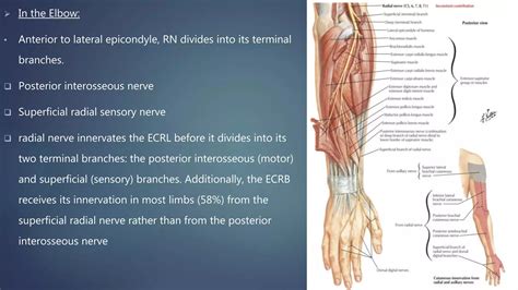 Radial nerve anatomy and injuries | PPTX