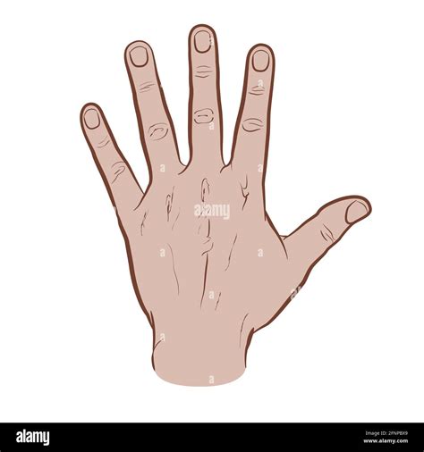 Back Of Fist Drawing