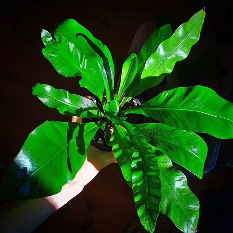 Bird's Nest Fern Care Tips for Lush Greenery
