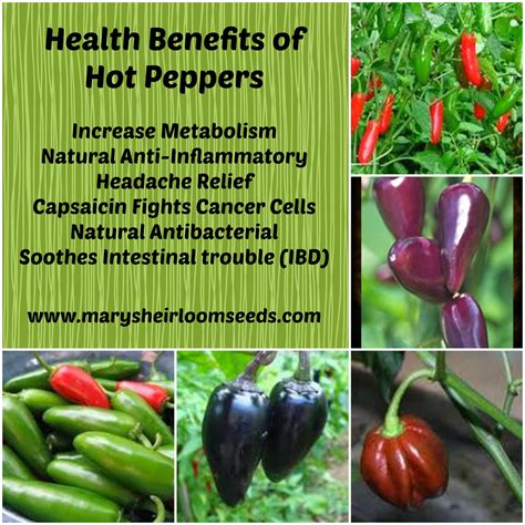 Mary's Kitchen: Health Benefits of Hot Peppers with Recipes