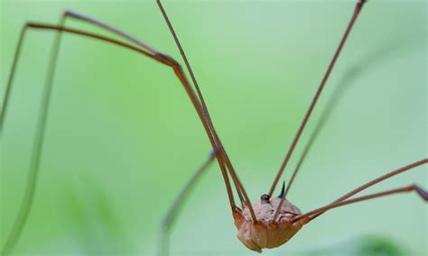 Do Daddy Long Legs Bite: Fact or Myth?