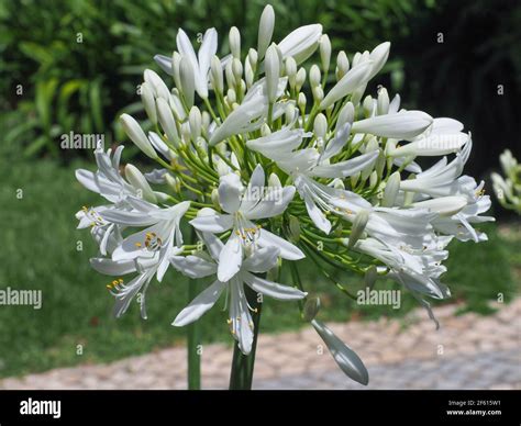 Beautiful Agapanthus Africanus Albus, white lily flower, close up ...