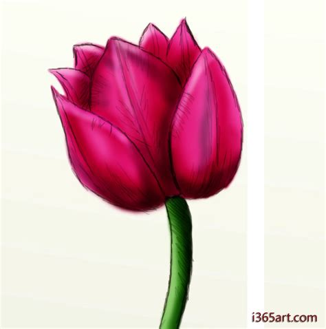 Easy Drawing Tulip Flower at Michael Matus blog