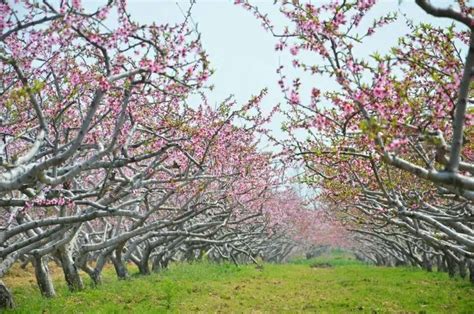 商丘市宁陵县梨花节桃花节今年将同日开幕__财经头条