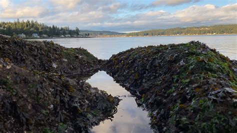 Enjoyed exploring the tide pools at Manchester State Park near Port ...