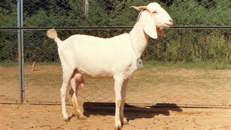 Top 10 Profitable Goat Breeds in India: Origin, Milk Yield, Weight - Swasya